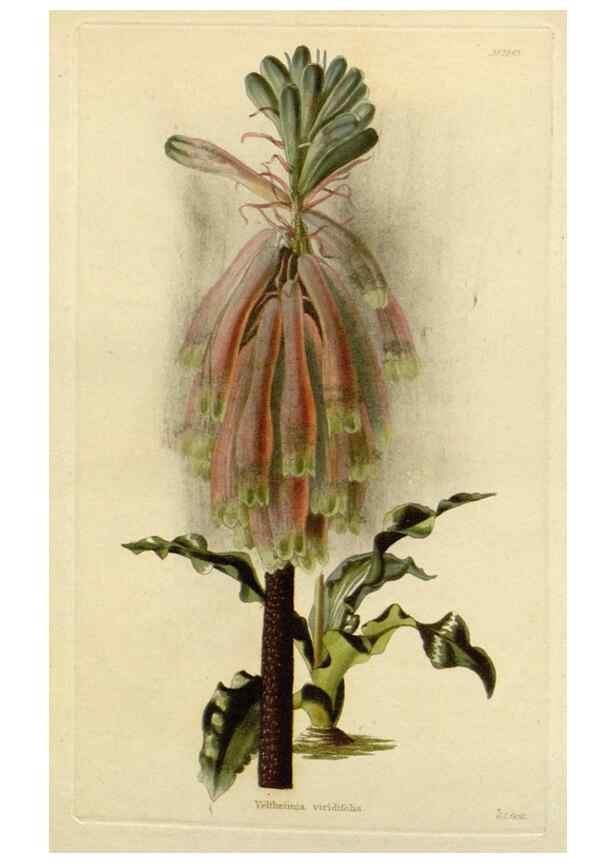 Reproducción/Reproduction 48782956146: The botanical cabinet. London :John & Arthur Arch ...,1817-1833.. 