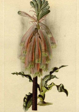 Reproducción/Reproduction 48782956146: The botanical cabinet. London :John & Arthur Arch ...,1817-1833.. 