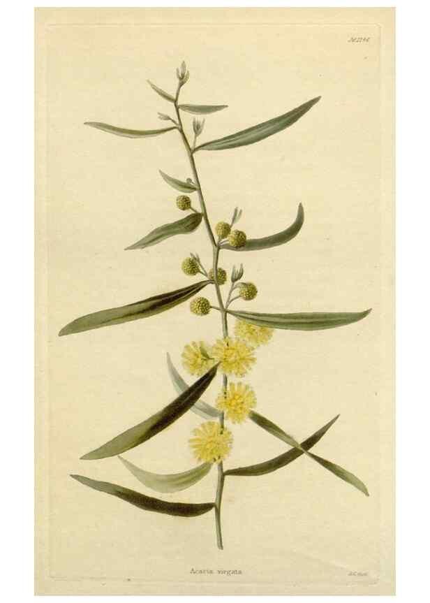 Reproducción/Reproduction 48782956471: The botanical cabinet. London :John & Arthur Arch ...,1817-1833.. 
