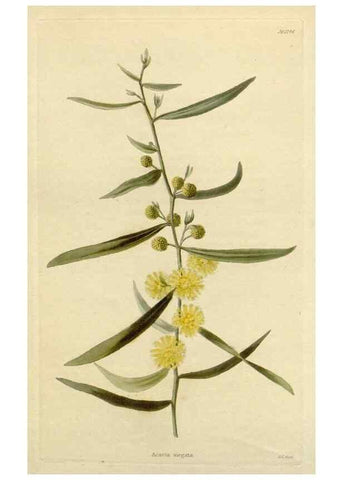 Reproducción/Reproduction 48782956471: The botanical cabinet. London :John & Arthur Arch ...,1817-1833.. 
