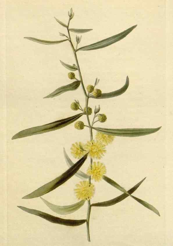Reproducción/Reproduction 48782956471: The botanical cabinet. London :John & Arthur Arch ...,1817-1833.. 