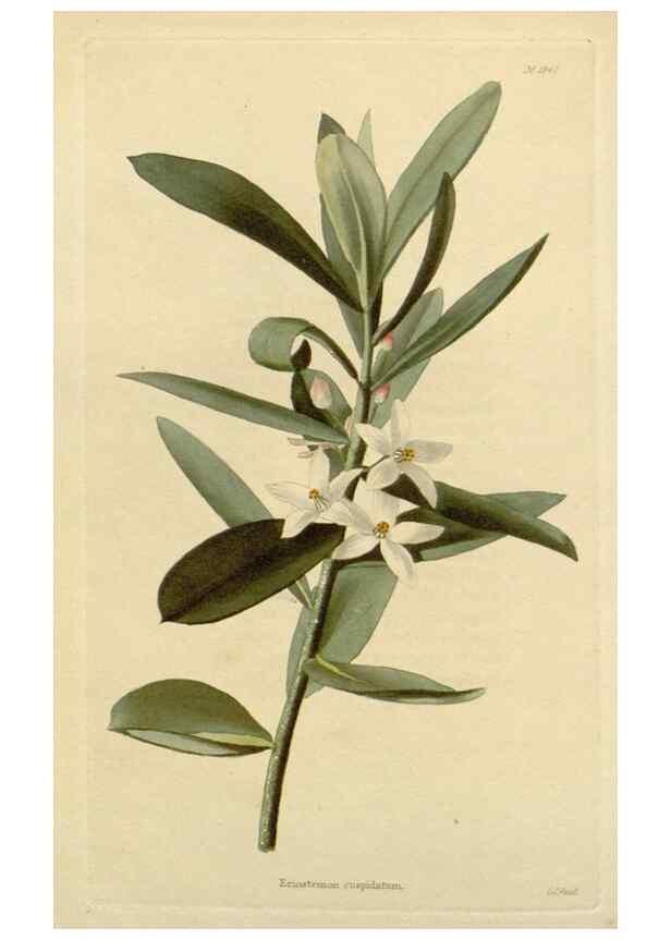 Reproducción/Reproduction 48782956881: The botanical cabinet. London :John & Arthur Arch ...,1817-1833.. 