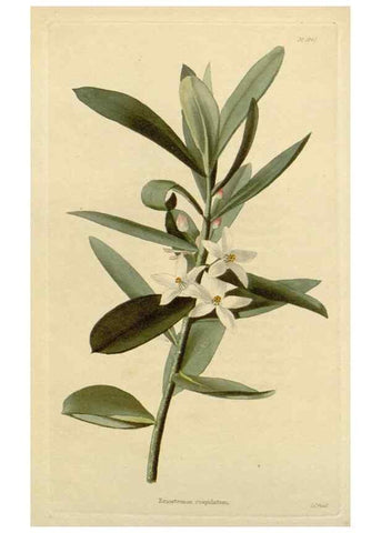 Reproducción/Reproduction 48782956881: The botanical cabinet. London :John & Arthur Arch ...,1817-1833.. 