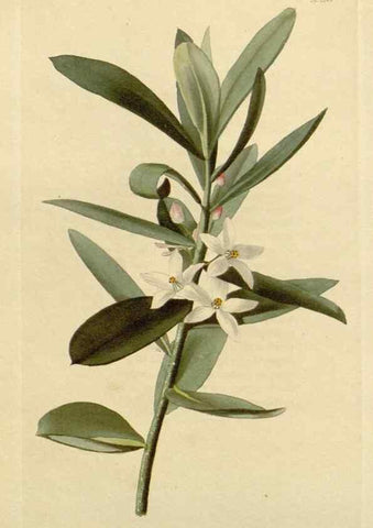 Reproducción/Reproduction 48782956881: The botanical cabinet. London :John & Arthur Arch ...,1817-1833.. 