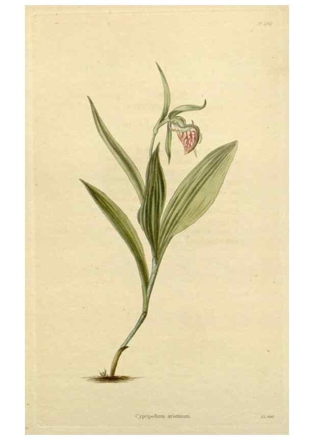 Reproducción/Reproduction 48782953856: The botanical cabinet. London :John & Arthur Arch ...,1817-1833.. 