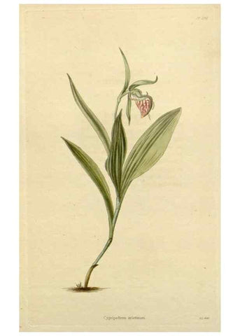 Reproducción/Reproduction 48782953856: The botanical cabinet. London :John & Arthur Arch ...,1817-1833.. 