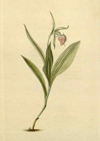Reproducción/Reproduction 48782953856: The botanical cabinet. London :John & Arthur Arch ...,1817-1833.. 