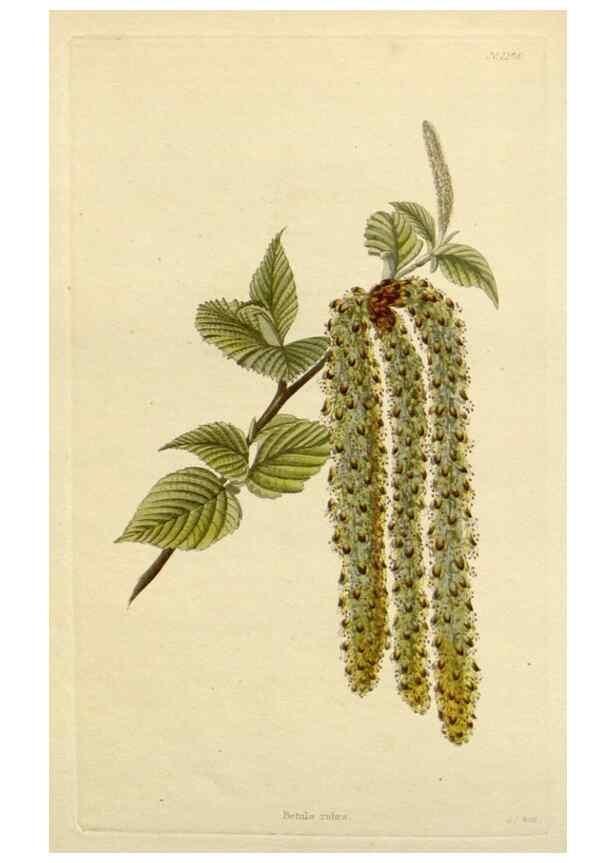 Reproducción/Reproduction 48783125322: The botanical cabinet. London :John & Arthur Arch ...,1817-1833.. 