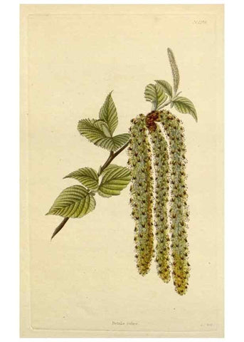 Reproducción/Reproduction 48783125322: The botanical cabinet. London :John & Arthur Arch ...,1817-1833.. 