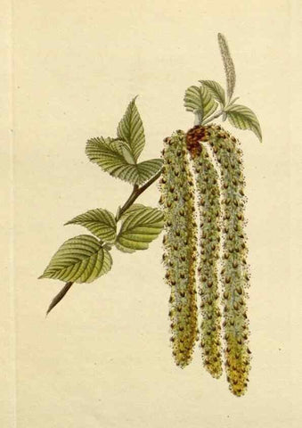 Reproducción/Reproduction 48783125322: The botanical cabinet. London :John & Arthur Arch ...,1817-1833.. 