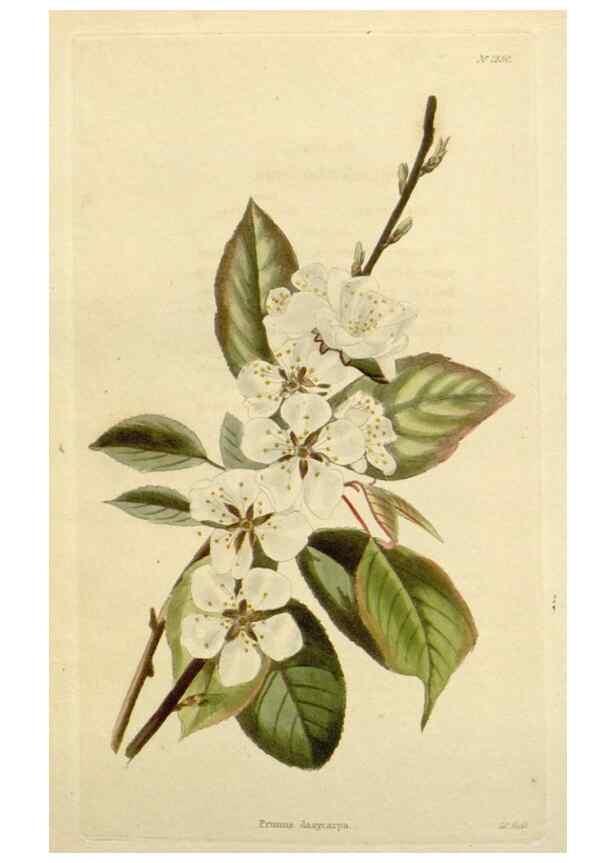 Reproducción/Reproduction 48782593283: The botanical cabinet. London :John & Arthur Arch ...,1817-1833.. 
