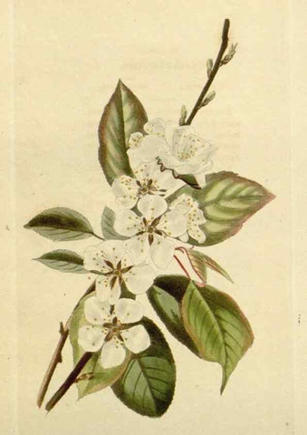Reproducción/Reproduction 48782593283: The botanical cabinet. London :John & Arthur Arch ...,1817-1833.. 