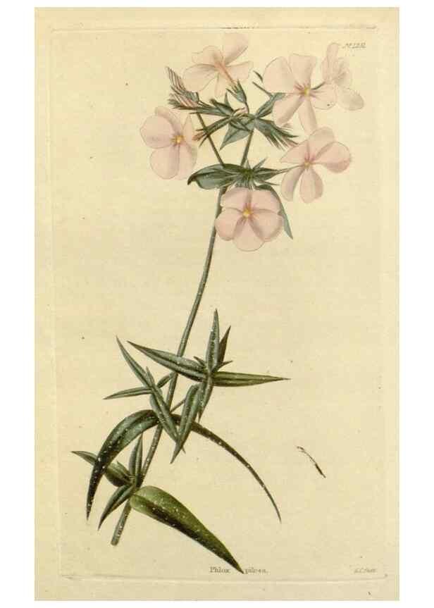 Reproducción/Reproduction 48782959266: The botanical cabinet. London :John & Arthur Arch ...,1817-1833.. 