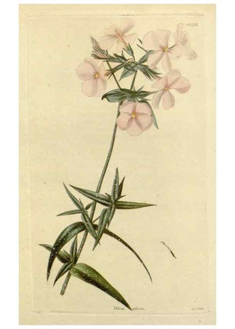 Reproducción/Reproduction 48782959266: The botanical cabinet. London :John & Arthur Arch ...,1817-1833.. 