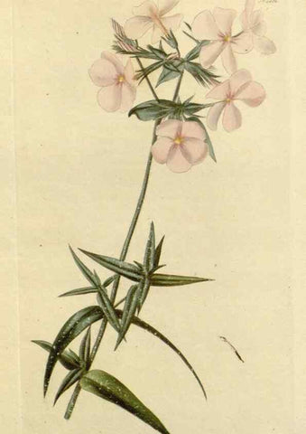 Reproducción/Reproduction 48782959266: The botanical cabinet. London :John & Arthur Arch ...,1817-1833.. 