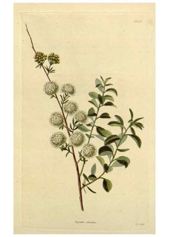 Reproducción/Reproduction 48782959776: The botanical cabinet. London :John & Arthur Arch ...,1817-1833.. 