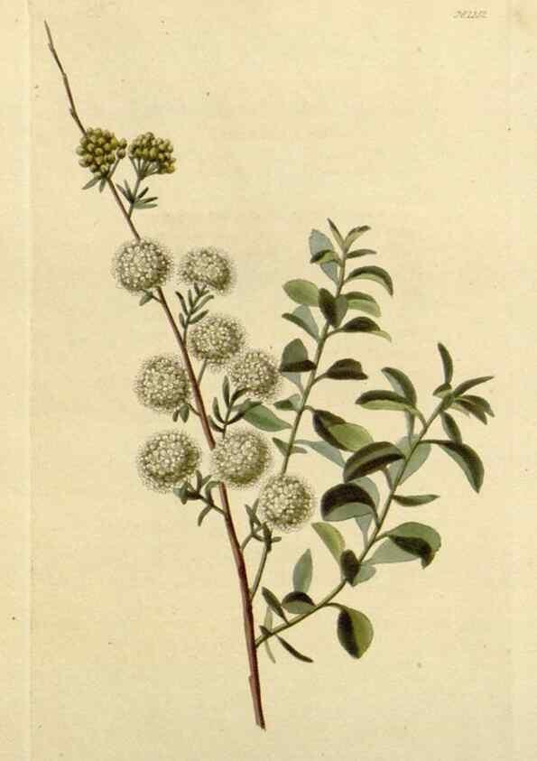 Reproducción/Reproduction 48782959776: The botanical cabinet. London :John & Arthur Arch ...,1817-1833.. 