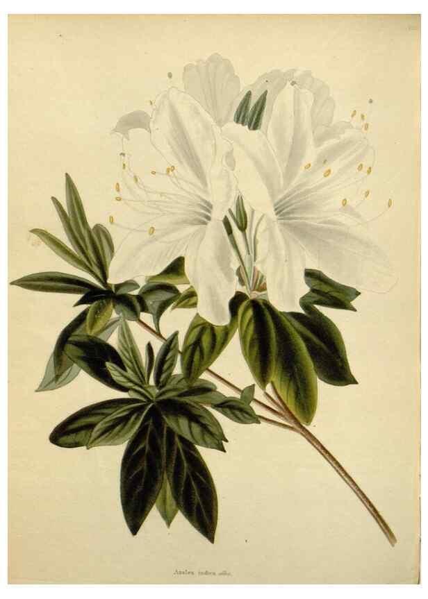 Reproducción/Reproduction 48782594953: The botanical cabinet. London :John & Arthur Arch ...,1817-1833.. 
