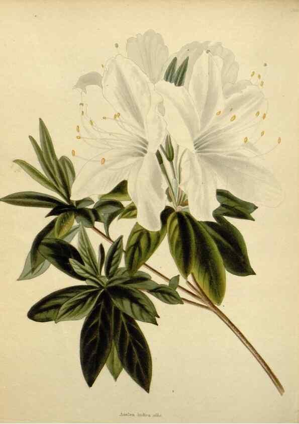 Reproducción/Reproduction 48782594953: The botanical cabinet. London :John & Arthur Arch ...,1817-1833.. 