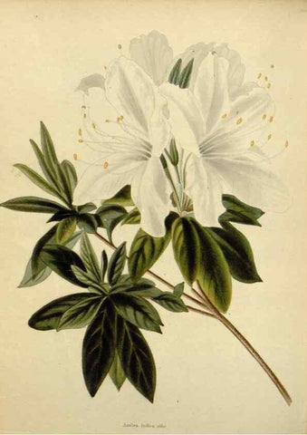 Reproducción/Reproduction 48782594953: The botanical cabinet. London :John & Arthur Arch ...,1817-1833.. 