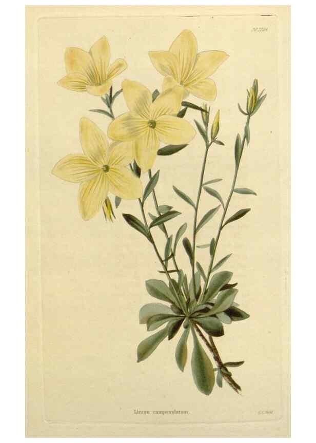 Reproducción/Reproduction 48782960956: The botanical cabinet. London :John & Arthur Arch ...,1817-1833.. 