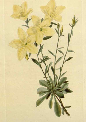 Reproducción/Reproduction 48782960956: The botanical cabinet. London :John & Arthur Arch ...,1817-1833.. 