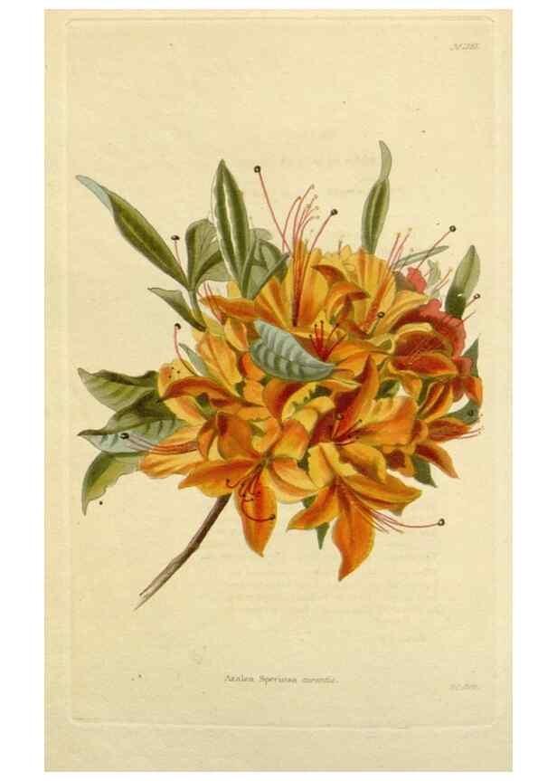 Reproducción/Reproduction 48782961436: The botanical cabinet. London :John & Arthur Arch ...,1817-1833.. 