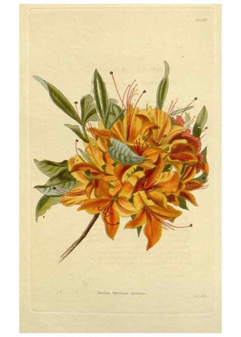 Reproducción/Reproduction 48782961436: The botanical cabinet. London :John & Arthur Arch ...,1817-1833.. 