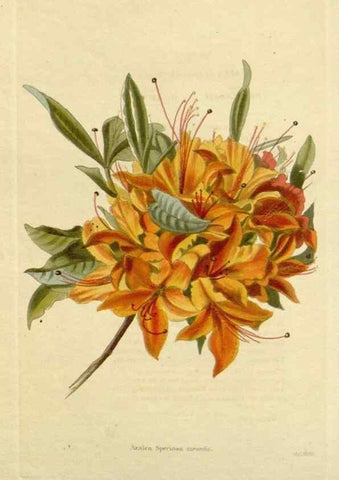 Reproducción/Reproduction 48782961436: The botanical cabinet. London :John & Arthur Arch ...,1817-1833.. 