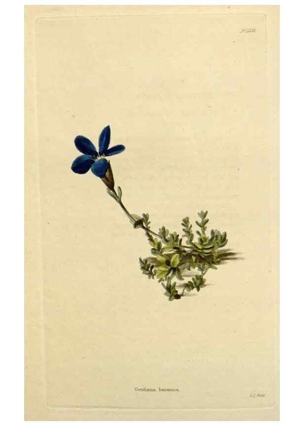 Reproducción/Reproduction 48782961781: The botanical cabinet. London :John & Arthur Arch ...,1817-1833.. 