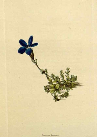Reproducción/Reproduction 48782961781: The botanical cabinet. London :John & Arthur Arch ...,1817-1833.. 