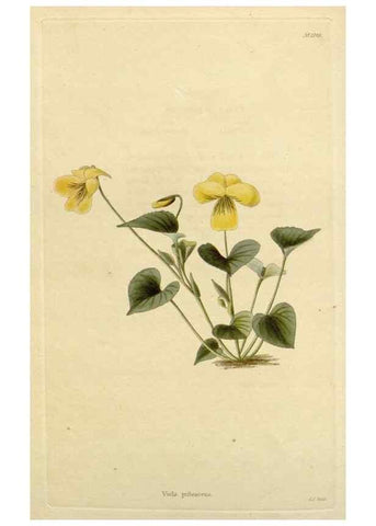 Reproducción/Reproduction 48783126047: The botanical cabinet. London :John & Arthur Arch ...,1817-1833.. 