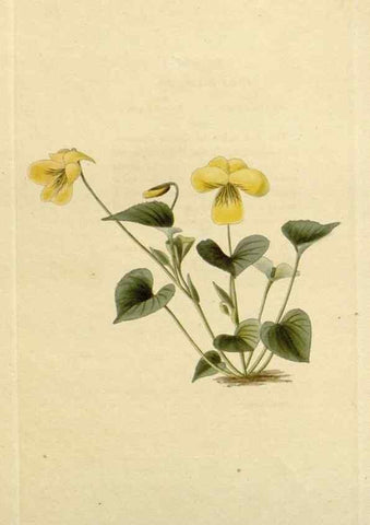 Reproducción/Reproduction 48783126047: The botanical cabinet. London :John & Arthur Arch ...,1817-1833.. 