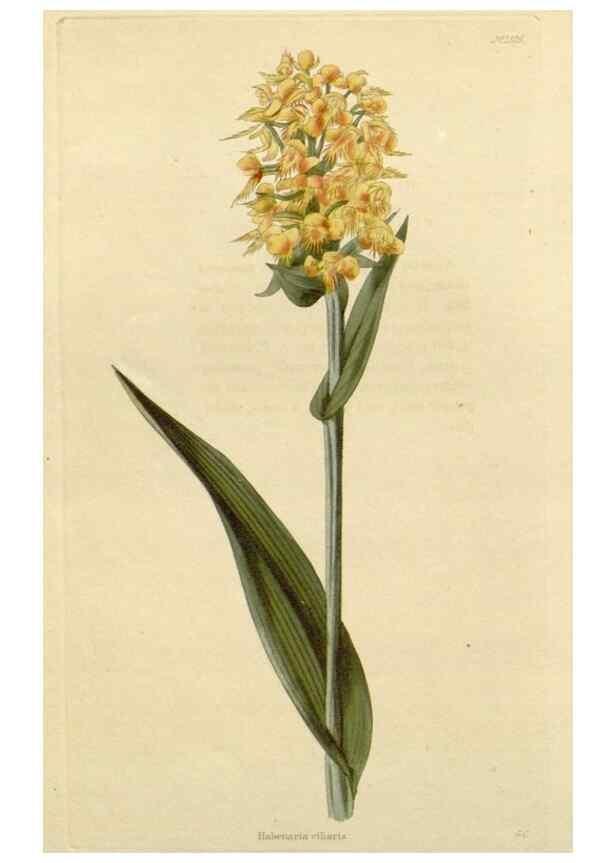 Reproducción/Reproduction 48783057116: The botanical cabinet. London :John & Arthur Arch ...,1817-1833.. 