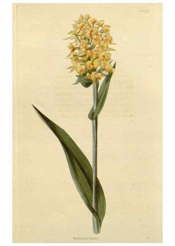 Reproducción/Reproduction 48783057116: The botanical cabinet. London :John & Arthur Arch ...,1817-1833.. 