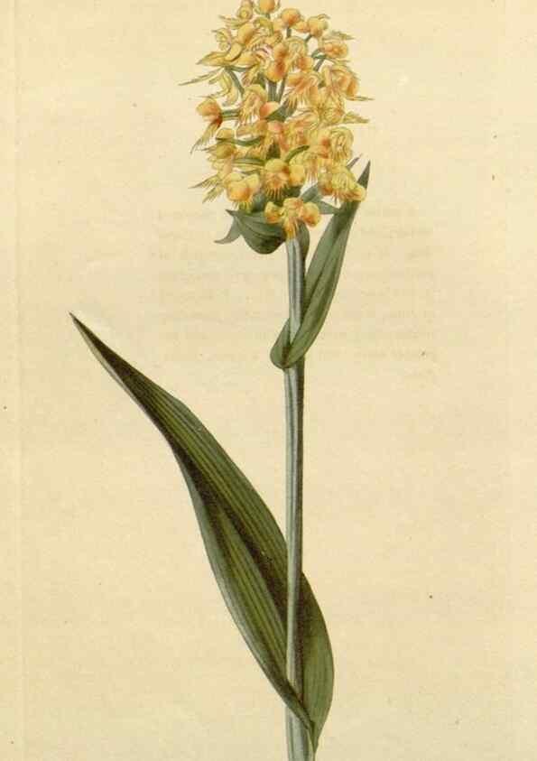 Reproducción/Reproduction 48783057116: The botanical cabinet. London :John & Arthur Arch ...,1817-1833.. 