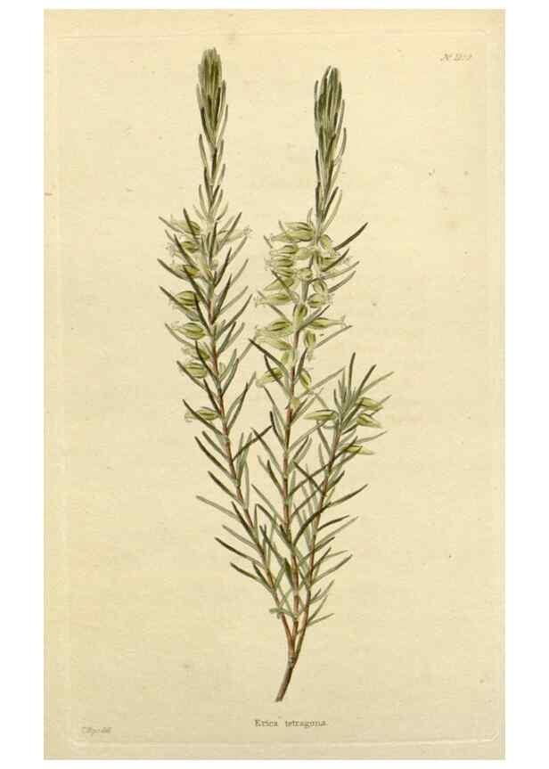 Reproducción/Reproduction 48782953066: The botanical cabinet. London :John & Arthur Arch ...,1817-1833.. 