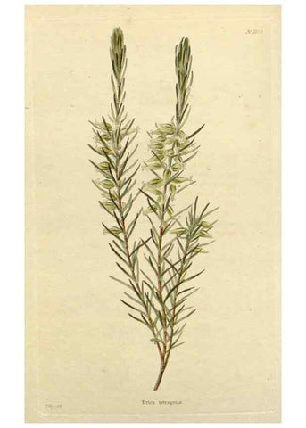 Reproducción/Reproduction 48782953066: The botanical cabinet. London :John & Arthur Arch ...,1817-1833.. 