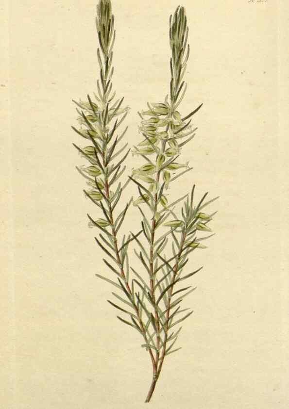 Reproducción/Reproduction 48782953066: The botanical cabinet. London :John & Arthur Arch ...,1817-1833.. 
