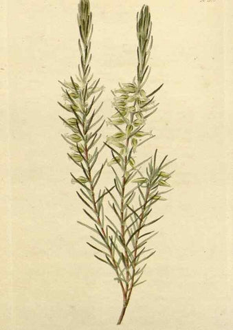 Reproducción/Reproduction 48782953066: The botanical cabinet. London :John & Arthur Arch ...,1817-1833.. 