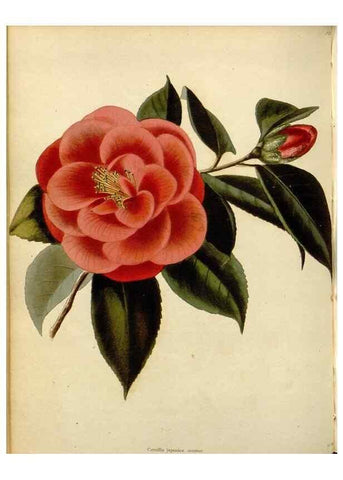 Reproducción/Reproduction 48783120027: The botanical cabinet. London :John & Arthur Arch ...,1817-1833.. 