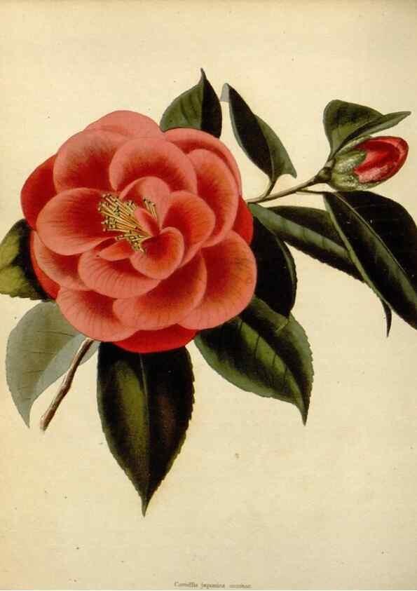 Reproducción/Reproduction 48783120027: The botanical cabinet. London :John & Arthur Arch ...,1817-1833.. 
