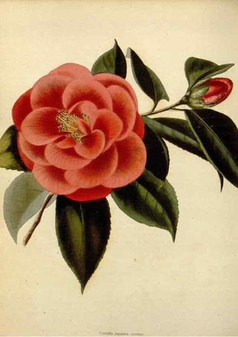 Reproducción/Reproduction 48783120027: The botanical cabinet. London :John & Arthur Arch ...,1817-1833.. 