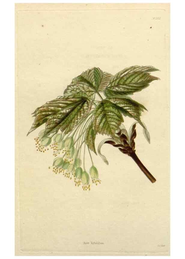 Reproducción/Reproduction 48783109667: The botanical cabinet. London :John & Arthur Arch ...,1817-1833.. 