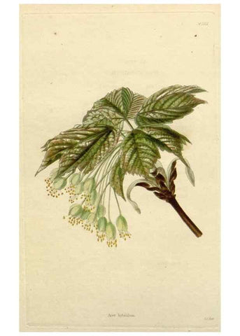 Reproducción/Reproduction 48783109667: The botanical cabinet. London :John & Arthur Arch ...,1817-1833.. 