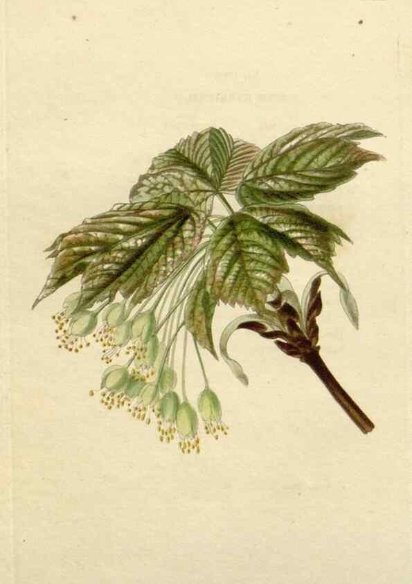 Reproducción/Reproduction 48783109667: The botanical cabinet. London :John & Arthur Arch ...,1817-1833.. 
