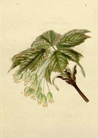 Reproducción/Reproduction 48783109667: The botanical cabinet. London :John & Arthur Arch ...,1817-1833.. 