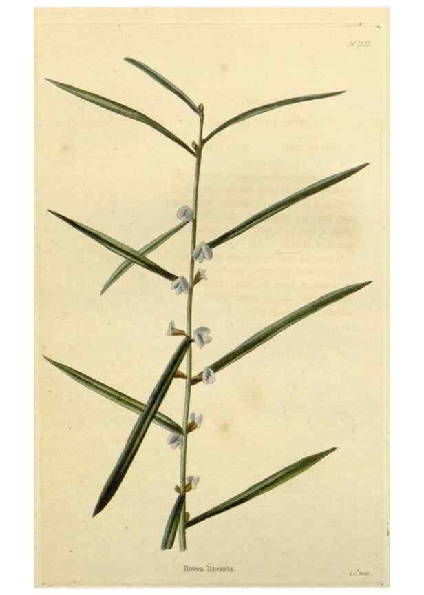 Reproducción/Reproduction 48782577343: The botanical cabinet. London :John & Arthur Arch ...,1817-1833.. 
