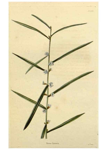 Reproducción/Reproduction 48782577343: The botanical cabinet. London :John & Arthur Arch ...,1817-1833.. 