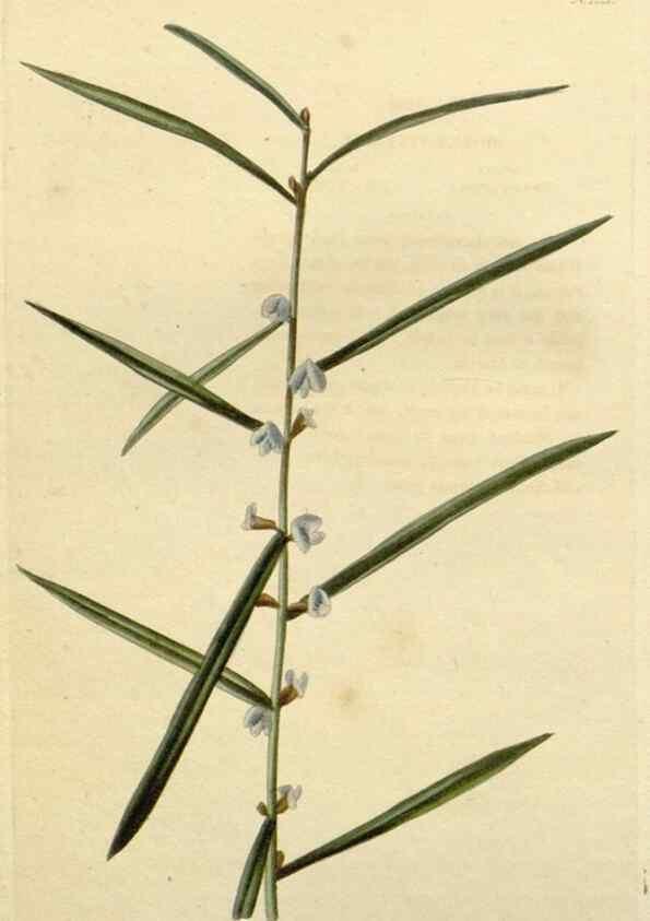 Reproducción/Reproduction 48782577343: The botanical cabinet. London :John & Arthur Arch ...,1817-1833.. 